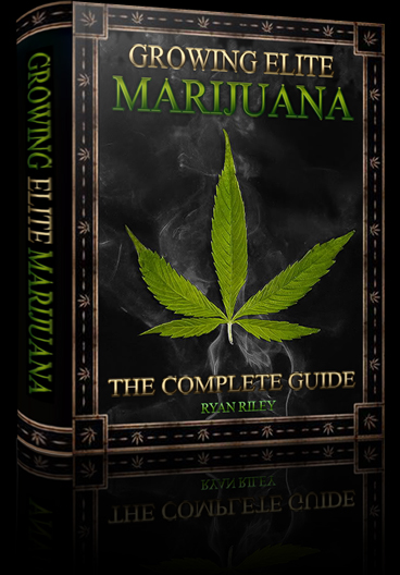 cannabis culture